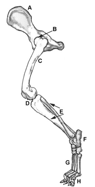 Figure 1. The Hindquarter of Average Dog