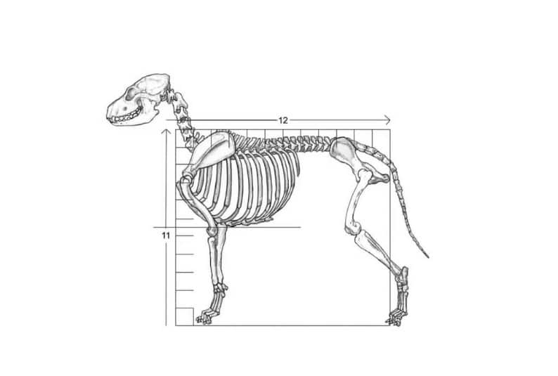 https://v9s7w7m6.rocketcdn.me/wp-content/uploads/2023/04/Figure-1.-The-skeleton-of-the-basic-or-average-dog.jpg