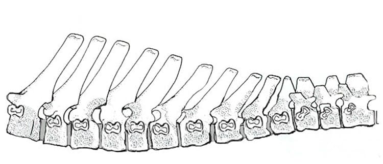 Figure 11. The Thoracic Vertebrae