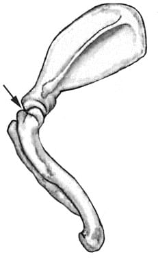 Figure 3 - Illustration of the Skeletal Structure of Dog's Shoulder Joint