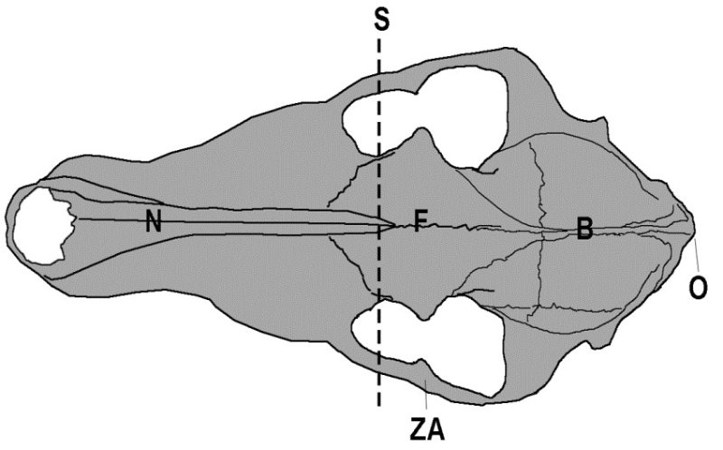Figure 3. The Skull