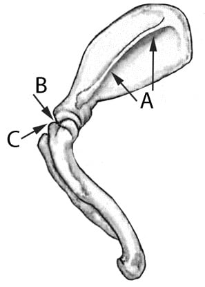 Figure 5 - Spine of Scapula and Notch