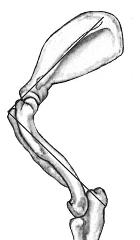 Figure 6 - Angle of Shoulder Blade to Upper Arm