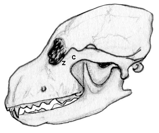 Figure 6. The Skull, Lateral View