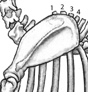 Figure 7 - Position of Shoulder Blade