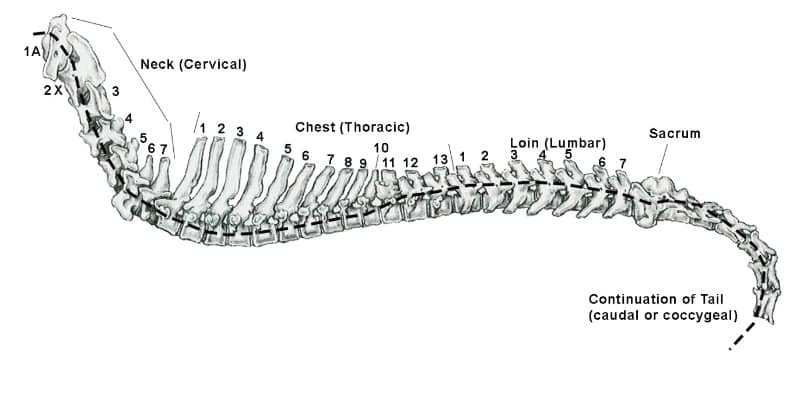 Figure 7. The Spinal Column