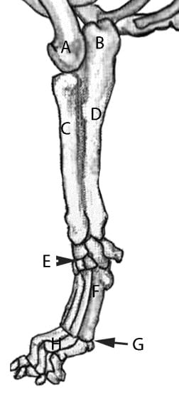 Figure 8. Forearm Assembly