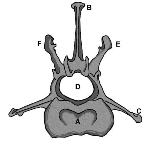 Figure 8. Vertebra Viewed From Behind