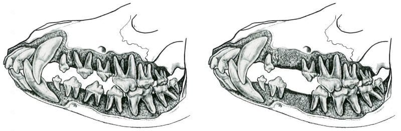 Left: Figure 4. Full Dentition - Right: Figure 5. Missing Teeth