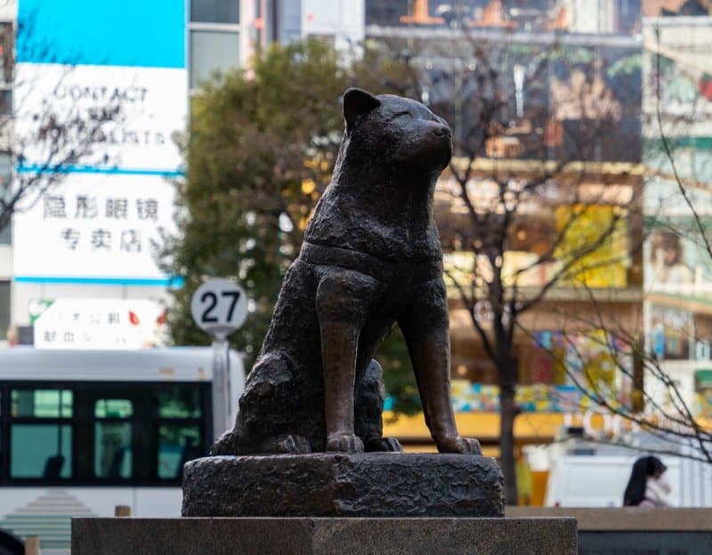 Hachiko dog statue In front of Shibuya Station Made from bronze
