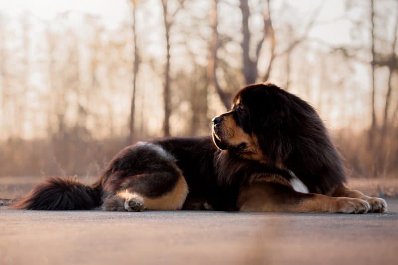 Tibetan Mastiff laying on a trail in the woods