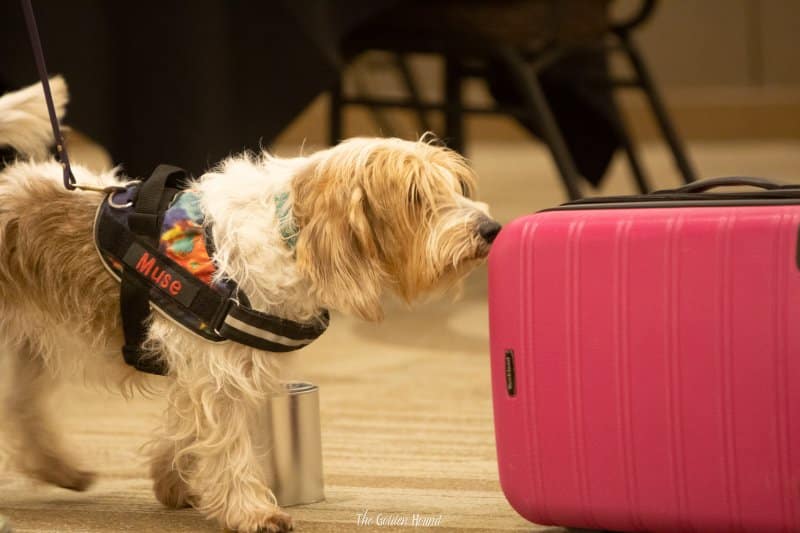 Petit Basset Griffon Vendeen using sniffing a pink suitcase