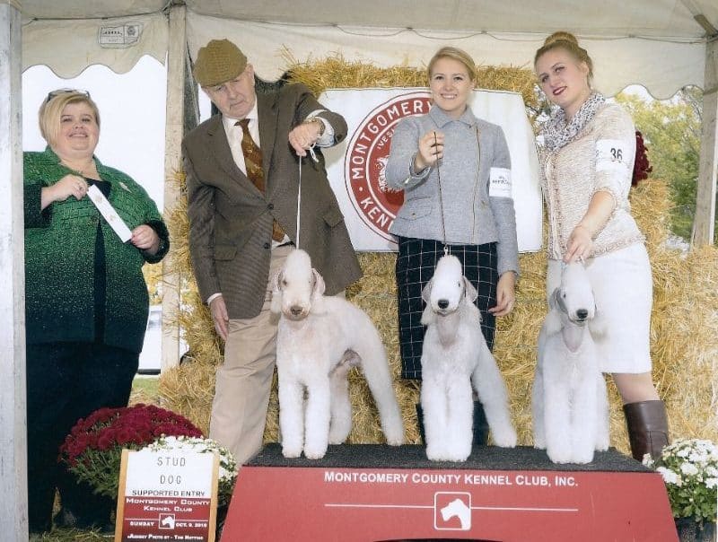 'Marcus' was more than proud to show off his two National Specialty winning get at MCKC in 2016. 'Tony' (CCHB LAMZ Let Them Eat Cake) and 'Vogue' (GCHG LAMZ Strike A Pose) were sensational under terrierist Patricia Ann Keenan.