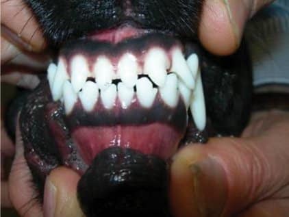 Front photo of a Rottweiler's teeth showsing it has scissors bite