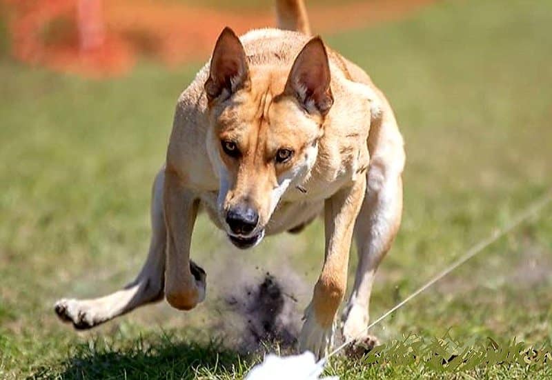 Carolina dogs participating in Lure Coursing