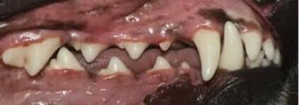 Side photo of Rottweiler's teeth