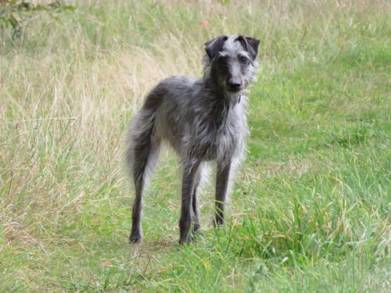 A very handsome lurcher for use on rabbit in the UK, made up from a Bedlington/Whippet cross. Speed, power, and grit in a moderately sized package. (Mark Travers photo)