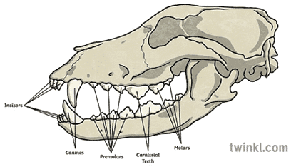 This illustration of a Rottweiler's skull shows a complete view of the side dentition