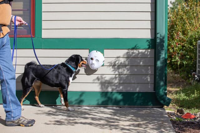 Appenzeller Sennenhund, named Vinca, training for Scent Work dog sport