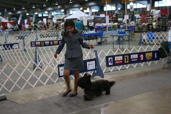 Young Baylie Smith handling a Skye Terrier at a dog show