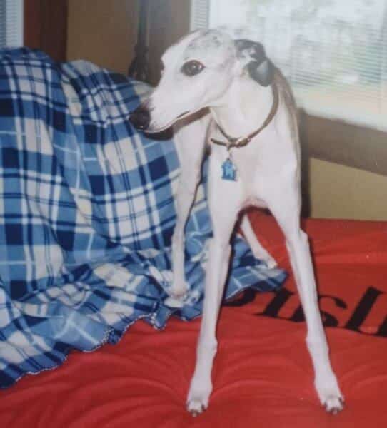 Whippet standing on a bed