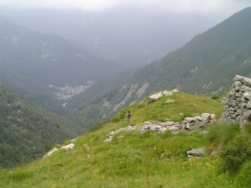 Spinone Italiano on the slopes of the Italian Alps 