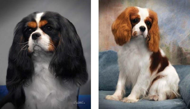 A lovely young Cavalier King Charles Spaniel female head in repose (left); a young Cavalier King Charles Spaniel female (right), alert, and the Blenheim daughter of the Tricolor on the left.