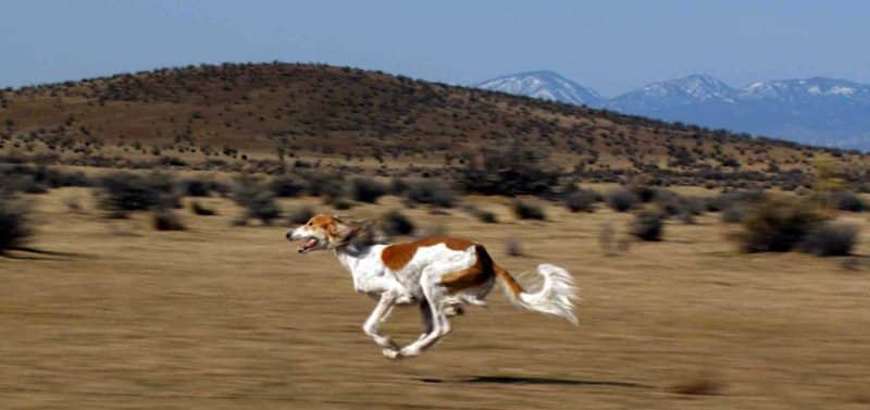 As illustrated here, the double-suspension gallop is hunting speed for the Saluki.