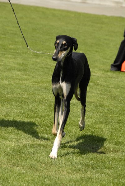 This smooth Saluki has moved from walk to trot, and her legs are now converging into single-tracking—the efficient gait that leads to galloping.