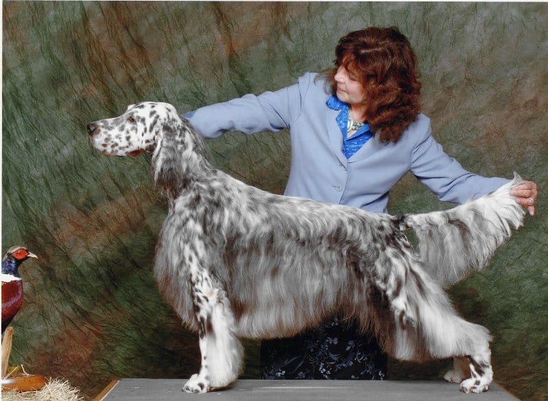 Dr. Jill Warren and ‘William’ of Esthete English Setters