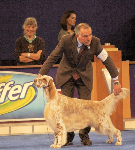 A dog handler in a suit presenting an English Setter dog at dog show
