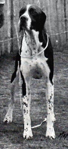 Assessment of Dog's Structure & Movement - Figure 2. Pointer Front View
