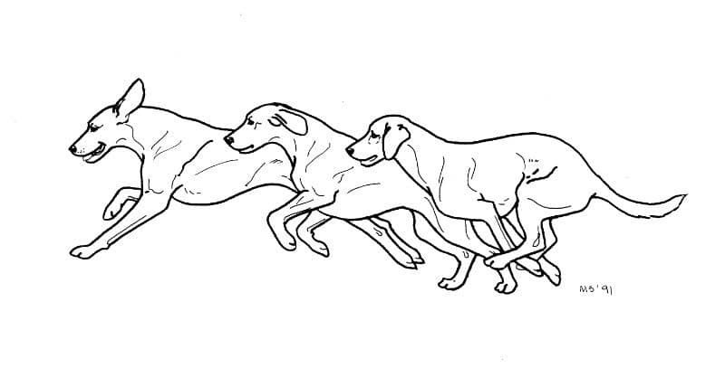 Illustration of one of dog gaits: The Gallop