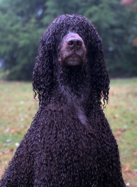 This wet Irish Water Spaniel displays the breed's requisite puce liver coat color and ringlets as well as its topknot and beard, contrasted by the smooth face and smooth throat forming a V-shaped patch from the back of the lower jaw behind the beard to the breastbone.