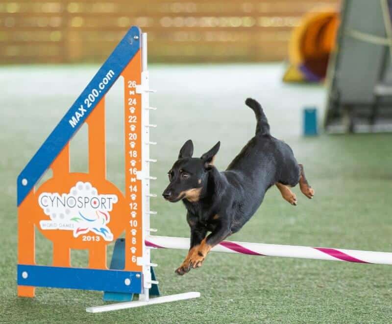 ‘Pearl’ competing in Agility.