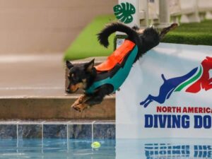 ‘Torger’ competing in Dock Diving. He is the first and only Lancashire Heeler to dock dive and be invited to a regional competition. Photo by Lorren Orr.