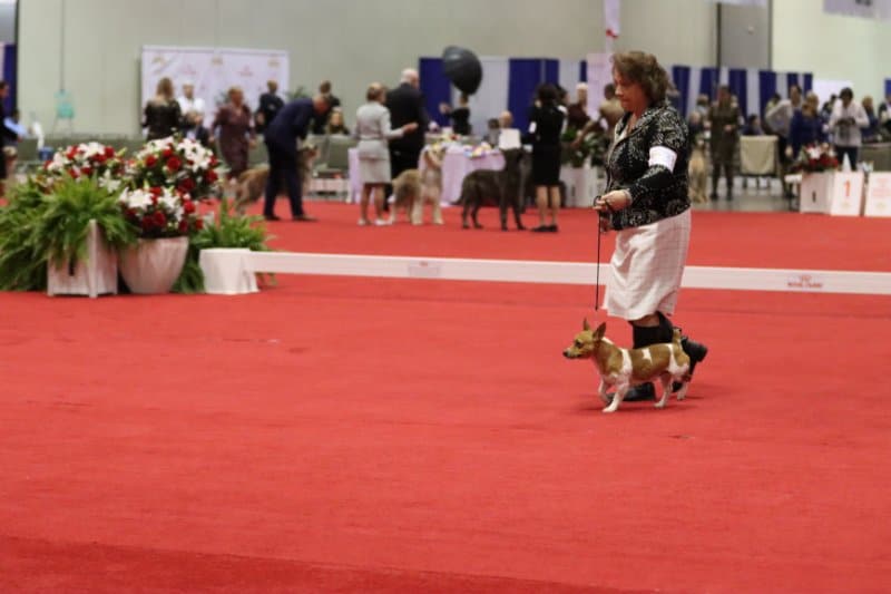 Lesa Barnett leading her Teddy Roosevelt Terrier in a dog show ring