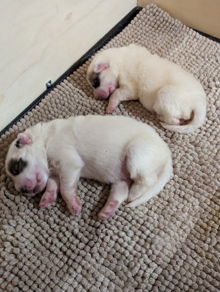 Two puppies sleeping