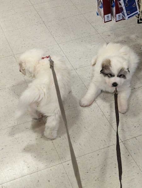 Two puppies on a leash in a pet friendly store