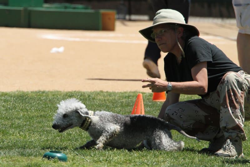 Lure Coursing: Is Your Dog Up for the Chase? - Whole Dog Journal