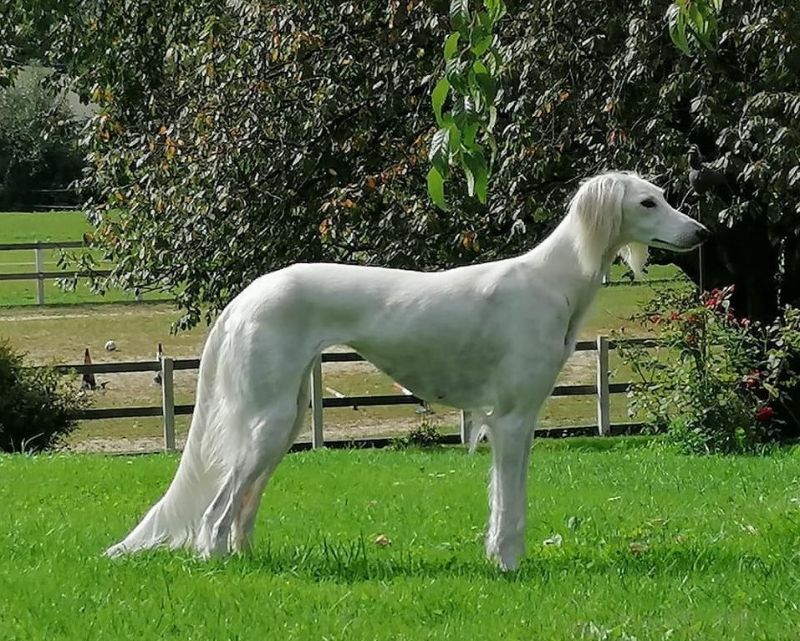 Side photo of a Saluki standing in the field