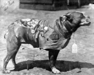 Sgt. Stubby wearing his coat, dog tag and medals.