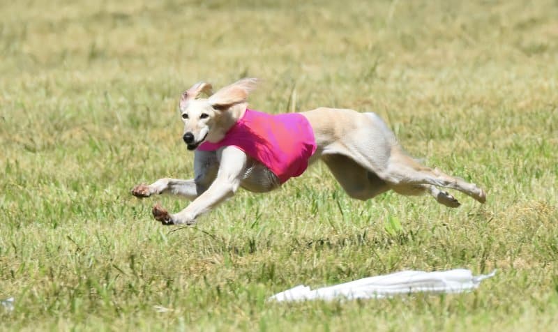 DC Vogue Beside The Lesedi La Rona SC was ranked No. 2 in 2022 Top AKC Lure Coursing Salukis (Bowen System). “Sophie” became the first traveled Japan-bred and owned dog officially recognized by Japan Kennel Club (JKC) to twice earn Best in Field (BIF) and achieve AKC Dual Champion title with Field Champion officially written on her JKC issued FCI certified pedigree, and now also a JKC Conformation Champion.