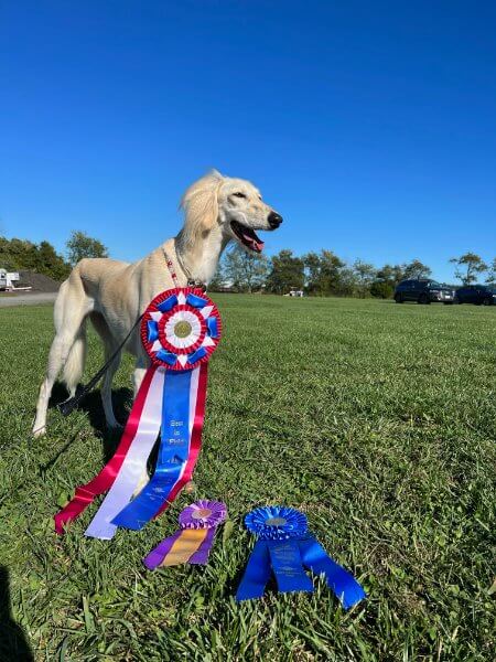 Sophie in Best in Field ribbon
