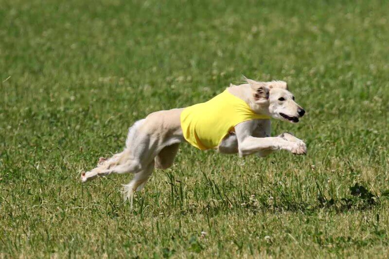 Sophie in lure coursing