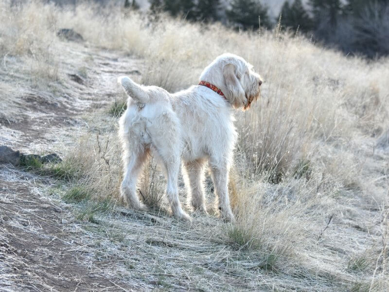 Spinone Italiano, standing up and down on a mountainside, displaying the flexible two-segment topline and perpendicular and long hock-to-paw length.