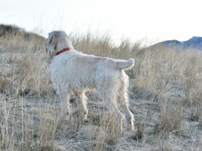 Spinone Italiano, standing up and down on a mountainside