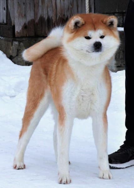 Japanese Akitainu standing outside in the snow