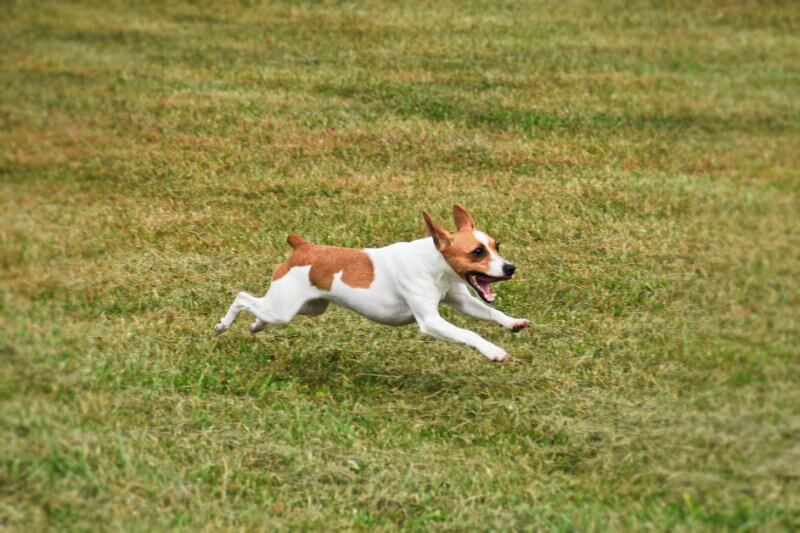 Toy Fox Terrier running outside