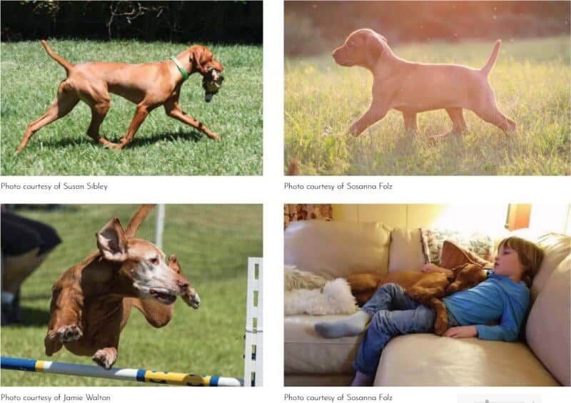 4 combined images of Vizsla dogs